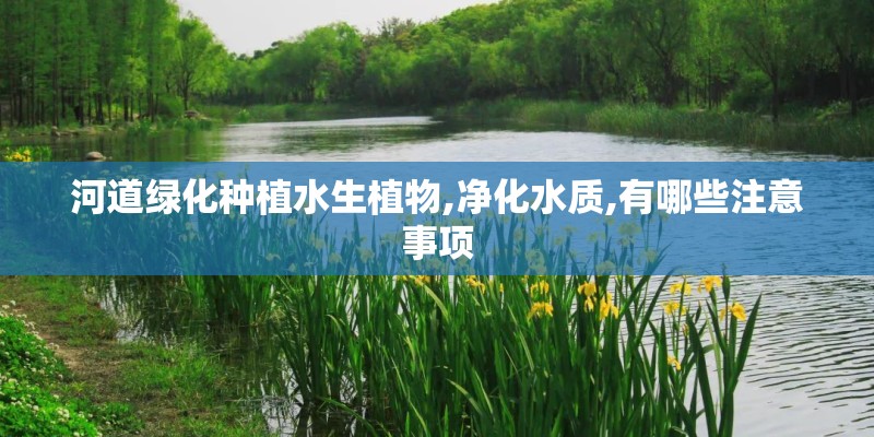 河道绿化种植水生植物,净化水质,有哪些注意事项