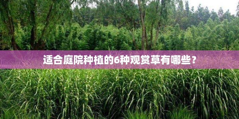 适合庭院种植的6种观赏草有哪些？