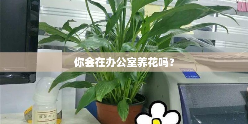 你会在办公室养花吗？