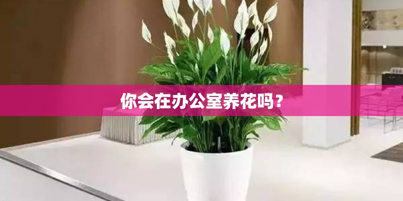 你会在办公室养花吗？