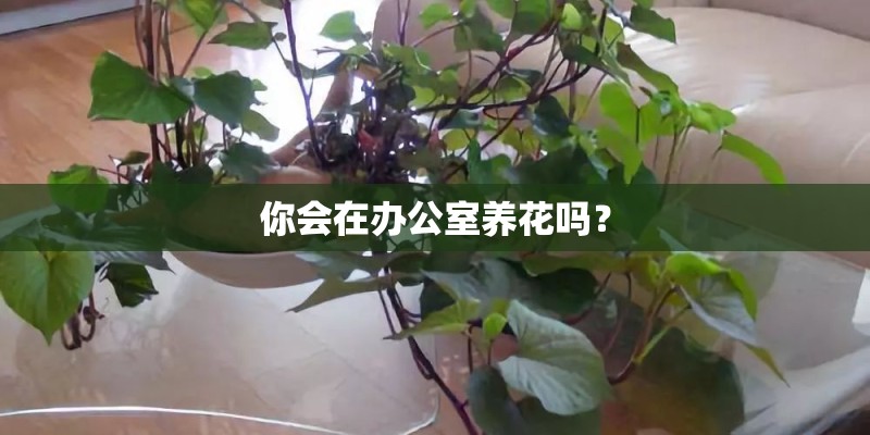 你会在办公室养花吗？