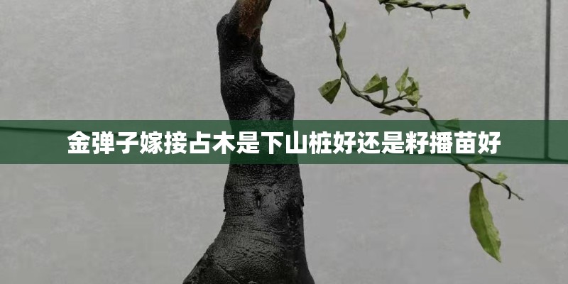 金弹子嫁接占木是下山桩好还是籽播苗好