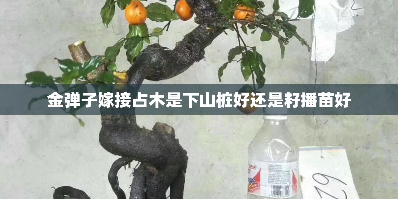 金弹子嫁接占木是下山桩好还是籽播苗好