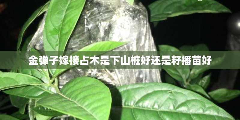 金弹子嫁接占木是下山桩好还是籽播苗好