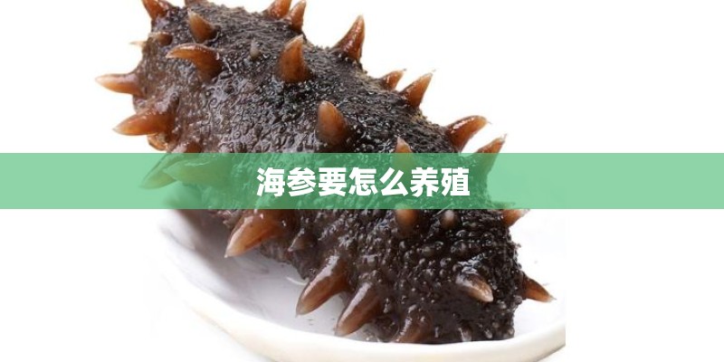 海参要怎么养殖