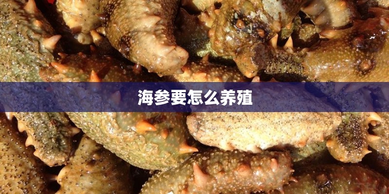 海参要怎么养殖