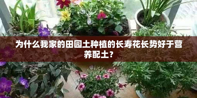 为什么我家的田园土种植的长寿花长势好于营养配土？