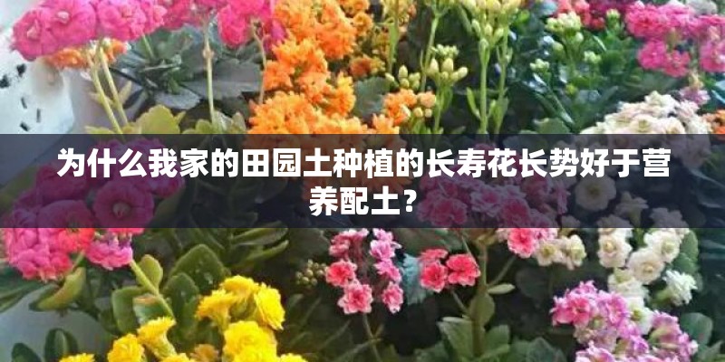 为什么我家的田园土种植的长寿花长势好于营养配土？