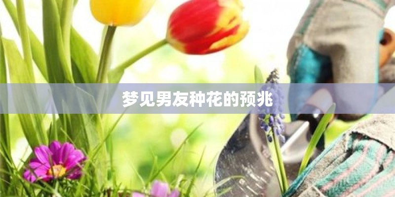 梦见男友种花的预兆