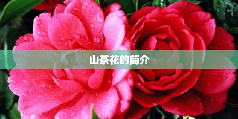 山茶花的简介