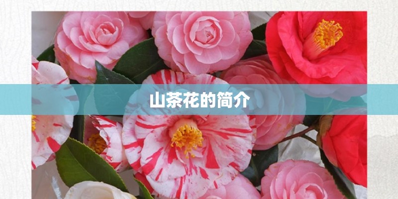 山茶花的简介