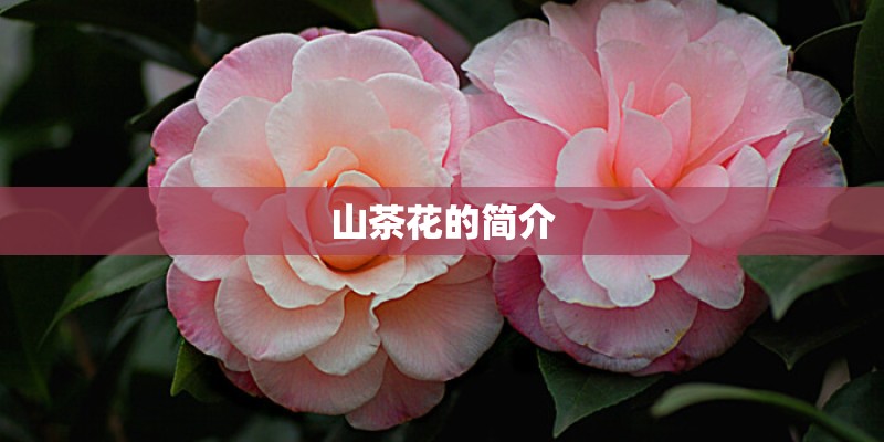 山茶花的简介