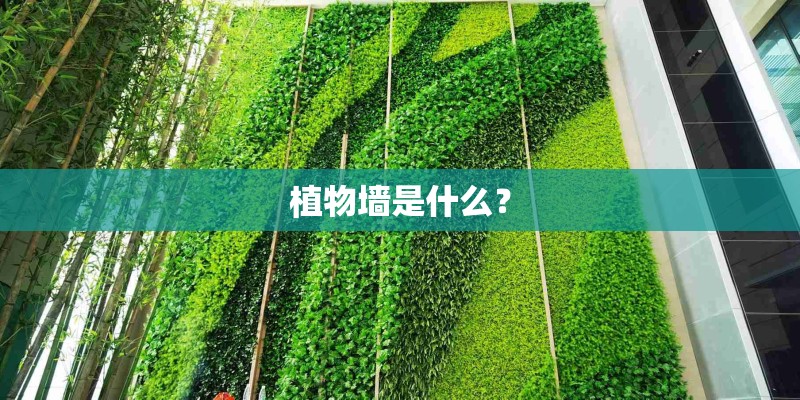 植物墙是什么？