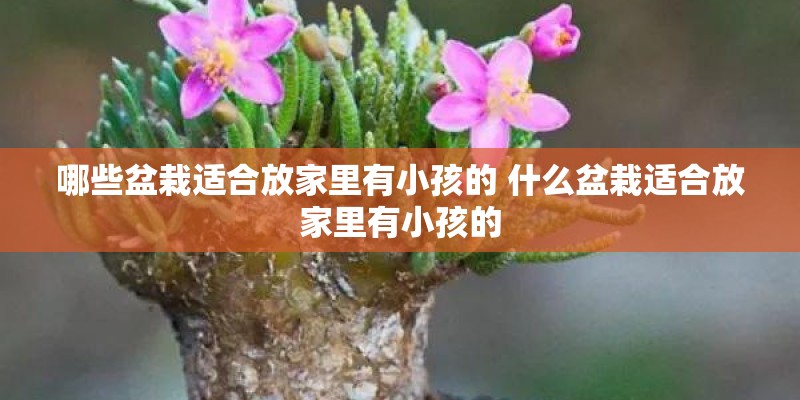 哪些盆栽适合放家里有小孩的 什么盆栽适合放家里有小孩的 哪些盆栽适合放家里有小孩的 什么盆栽适合放家里有小孩的