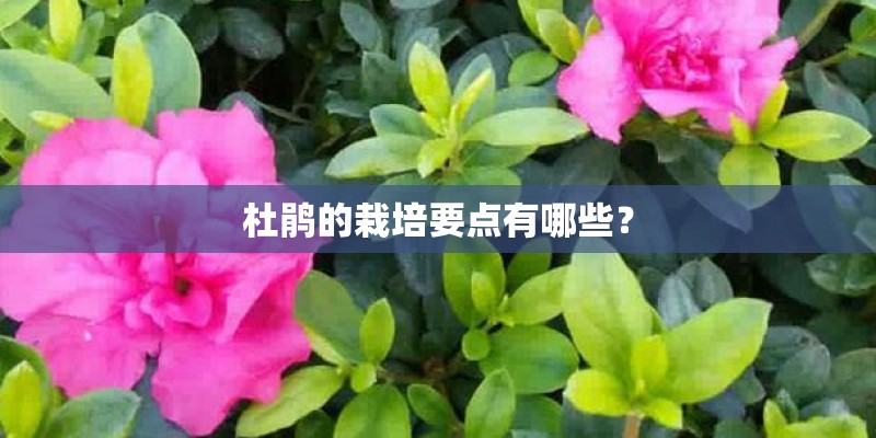 杜鹃的栽培要点有哪些？