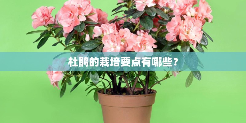 杜鹃的栽培要点有哪些？