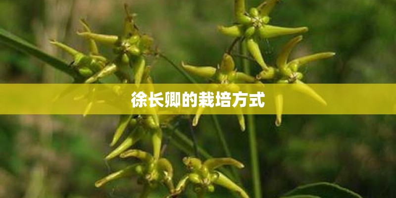 徐长卿的栽培方式