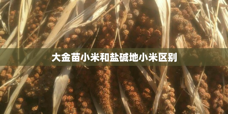 大金苗小米和盐碱地小米区别