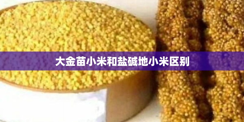 大金苗小米和盐碱地小米区别