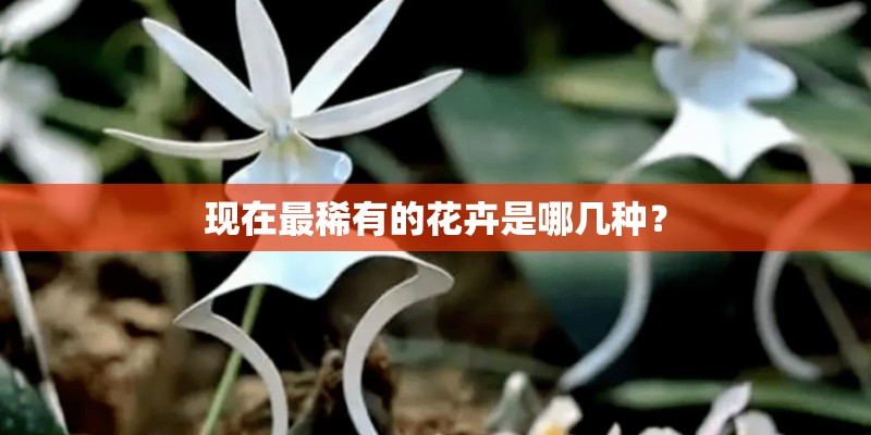 现在最稀有的花卉是哪几种？
