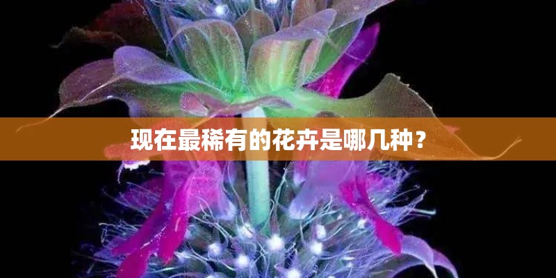 现在最稀有的花卉是哪几种？