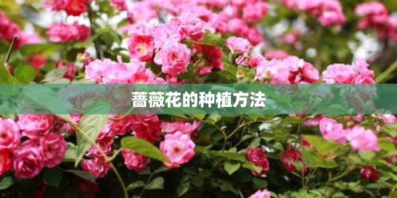 蔷薇花的种植方法