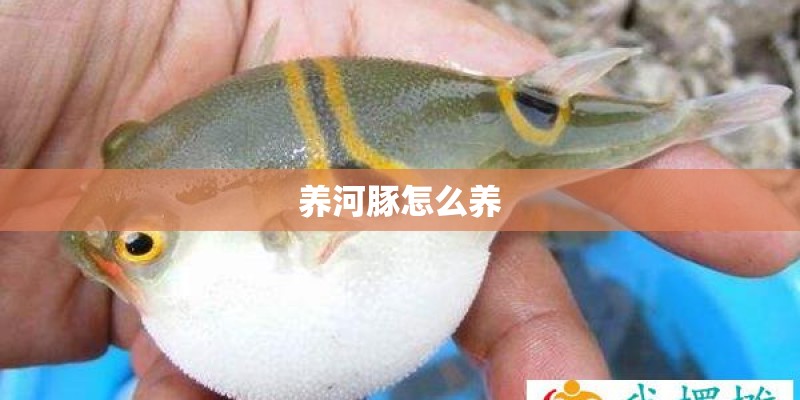 养河豚怎么养
