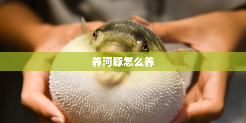 养河豚怎么养