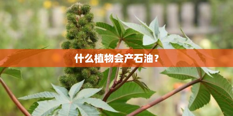 什么植物会产石油？