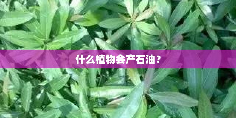 什么植物会产石油? 什么植物会产石油?