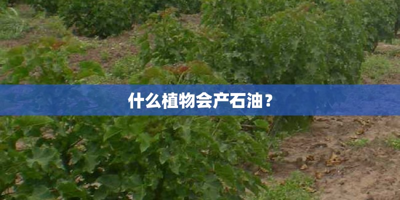 什么植物会产石油? 什么植物会产石油?
