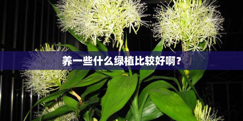 养一些什么绿植比较好啊？