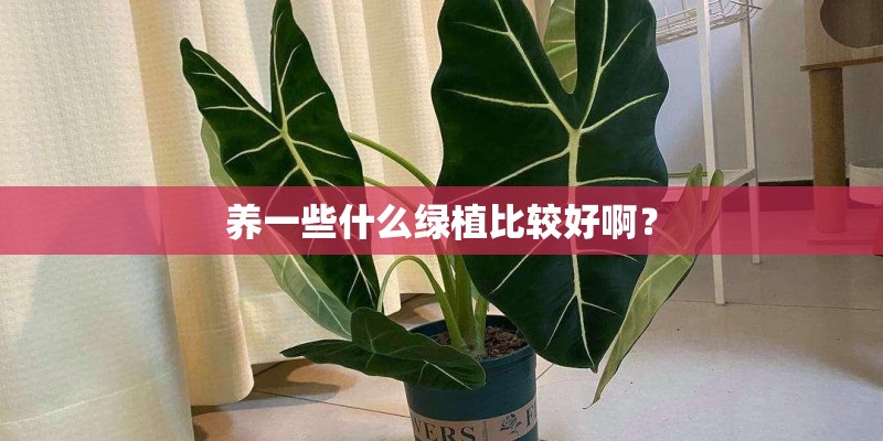 养一些什么绿植比较好啊？