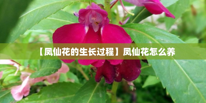 【凤仙花的生长过程】凤仙花怎么养