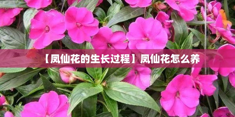 【凤仙花的生长过程】凤仙花怎么养
