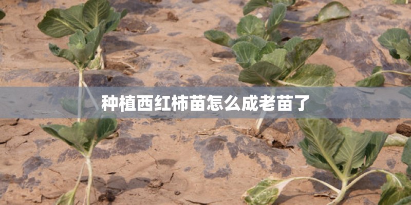 种植西红柿苗怎么成老苗了