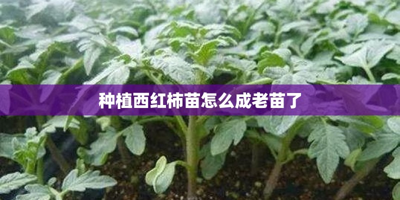 种植西红柿苗怎么成老苗了