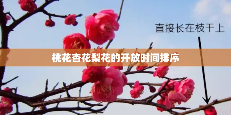 桃花杏花梨花的开放时间排序