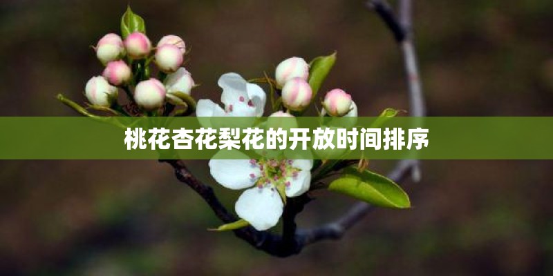 桃花杏花梨花的开放时间排序