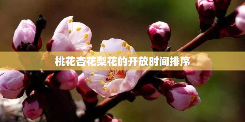 桃花杏花梨花的开放时间排序