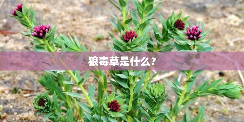 狼毒草是什么？