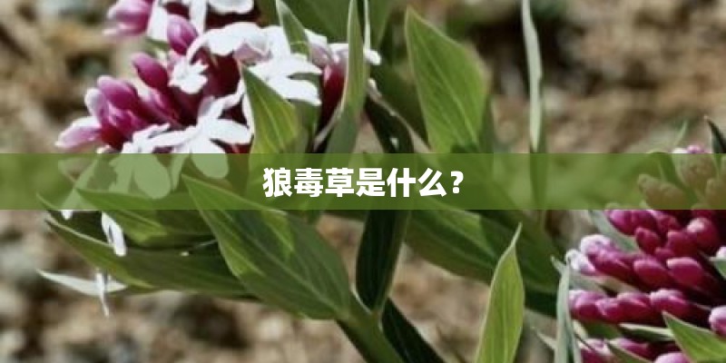 狼毒草是什么? 狼毒草是什么?