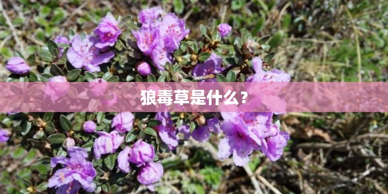 狼毒草是什么? 狼毒草是什么?