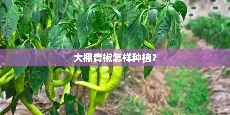 大棚青椒怎样种植？