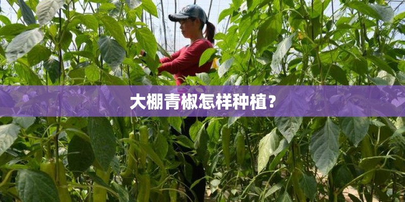 大棚青椒怎样种植? 大棚青椒怎样种植?