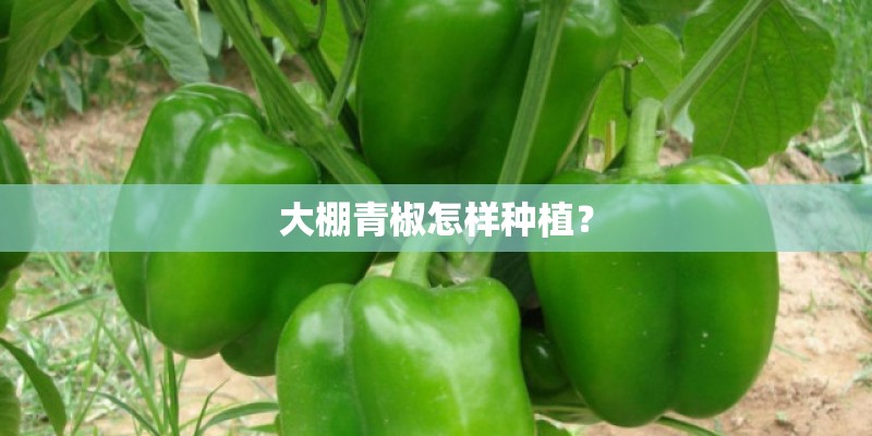 大棚青椒怎样种植? 大棚青椒怎样种植?