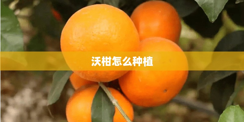 沃柑怎么种植