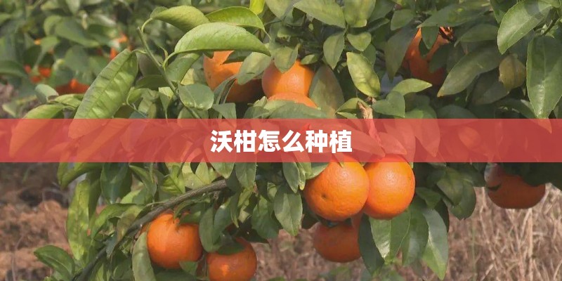 沃柑怎么种植