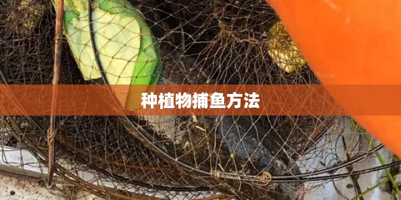 种植物捕鱼方法