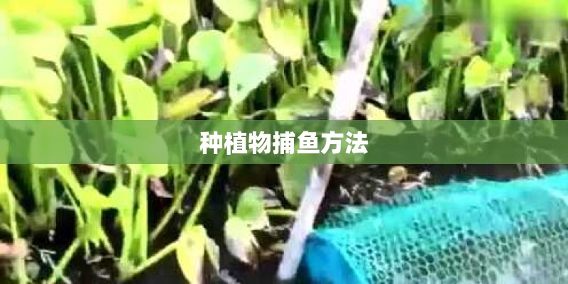种植物捕鱼方法 种植物捕鱼方法